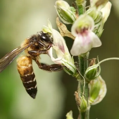 thumbnail for publication: Giant Honey Bee Apis dorsata Fabricius (Insecta: Hymenoptera: Apidae)